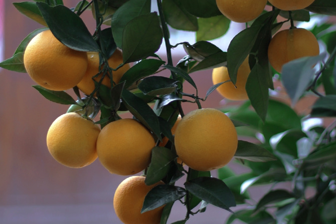 持续干旱30天以上冰糖橙中的柠檬酸会暴增