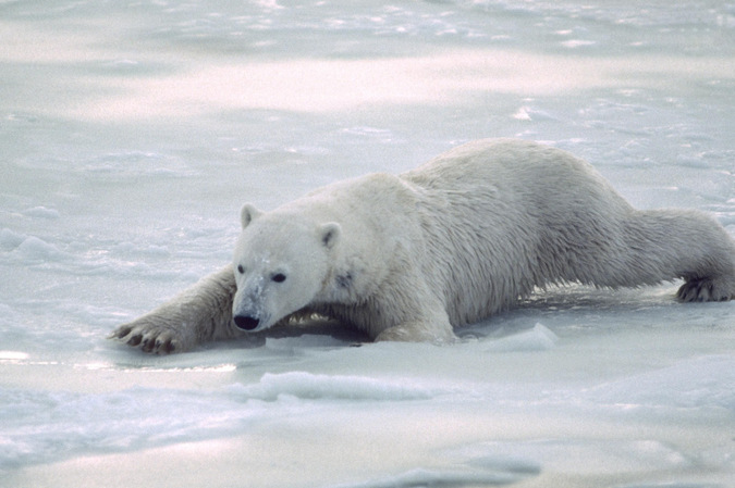 更长无冰期或致哈德逊湾北极熊种群缩小
