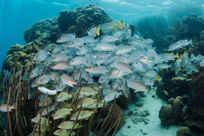 海洋保护区对鱼类种群的恢复并无帮助