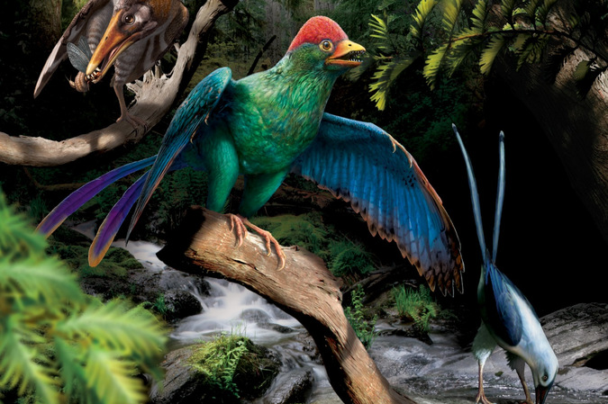 研究发现恐龙时代前鸟类已演化出多样化饮食
