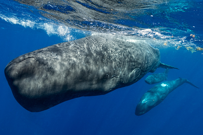 研究揭示抹香鲸的神秘语言系统
