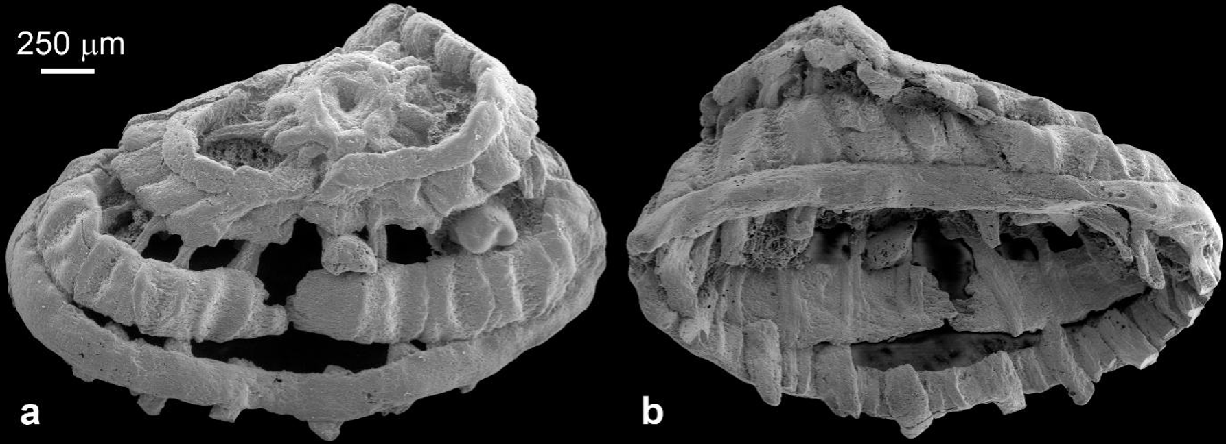 5.35亿年前的肌肉化石揭秘环神经动物的翻吻行为—新闻—科学网