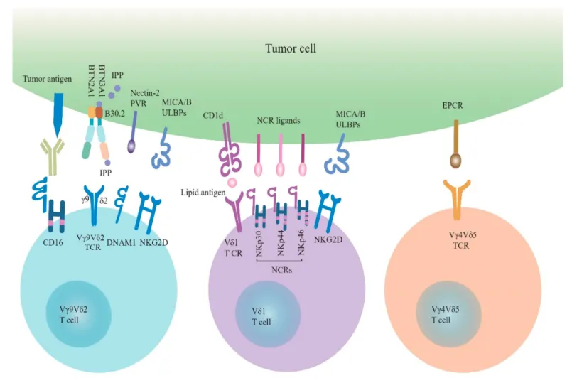 西湖大学团队首次揭示T细胞“特种兵”真相-肽度TIMEDOO