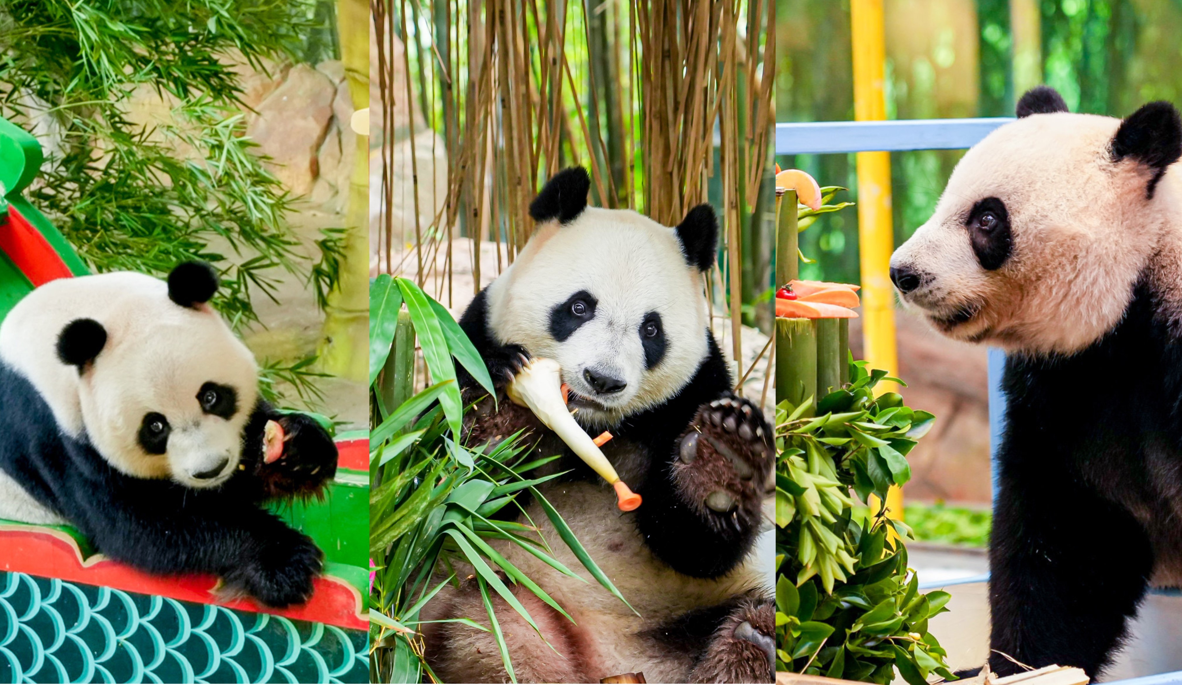 全球唯一大熊猫三胞胎今日满四周岁_央广网