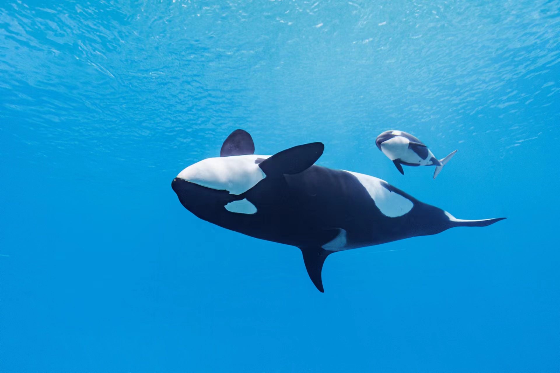 The Evolutionary Role of Menopausal Killer Whale Mothers in Protecting ...